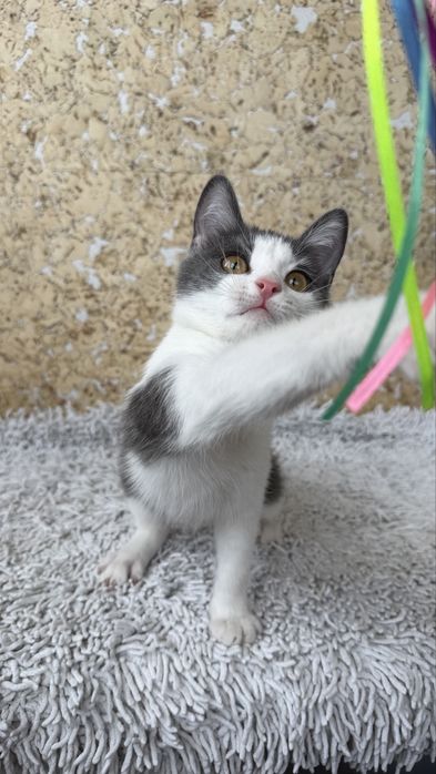 Котенок, девочка, 3,5 месяца
