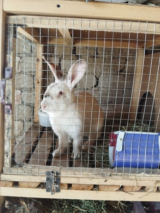 Куён сотилади срочн еб ичиши яхши пул зарулигидан