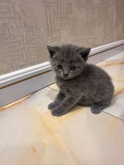 Британский скотш волд