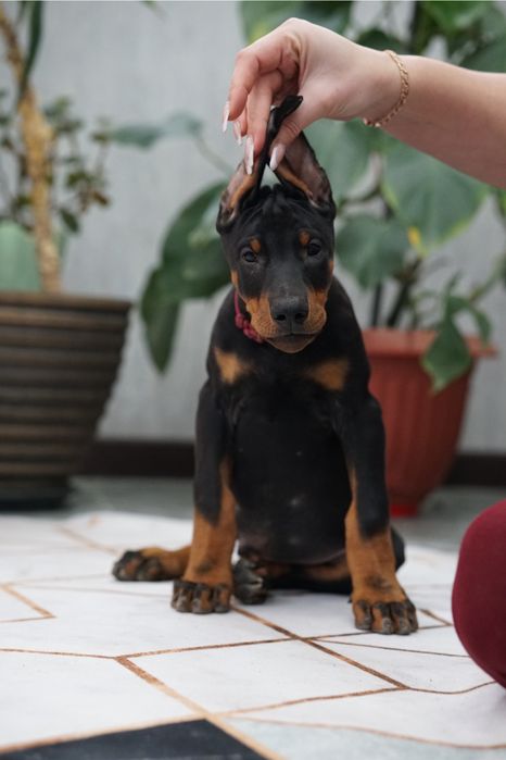 Щенок добермана кобель