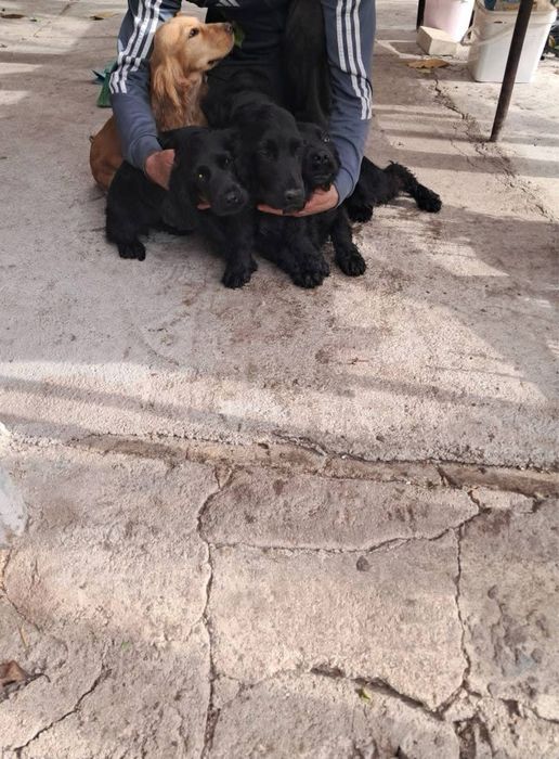 Английски кокер шпаньол