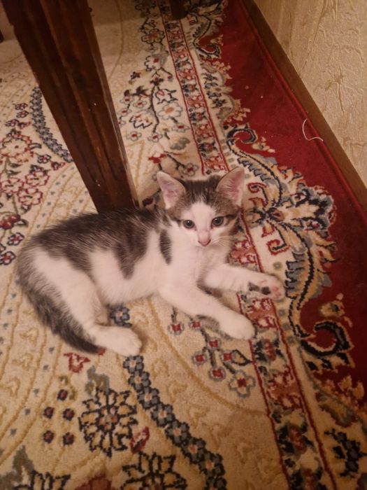Котята домашние чистые