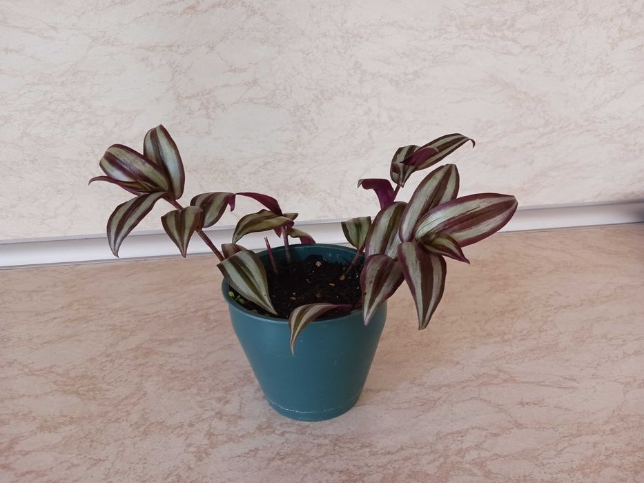 Зебрина - Традесканция - 4 стръка в саксия