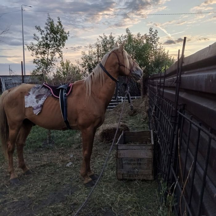 Айғыр сатылады Продаю