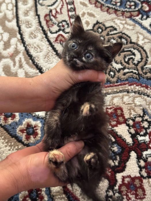 Mushukcha котята