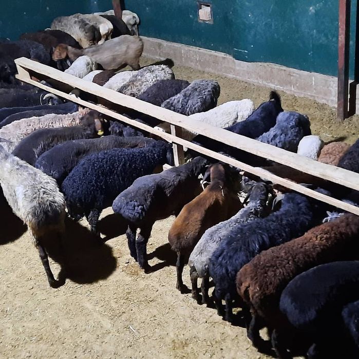 Кой токты тусак кошкар