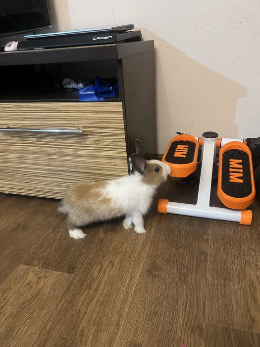 Продам декоративных кроликов