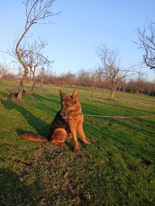 Ciobanesc german mascul cu pedigree