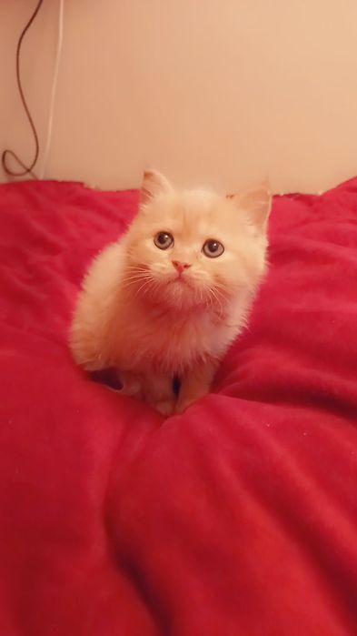 Soft mushu qiz bola sotiladi qiz bola 1,5 oyli