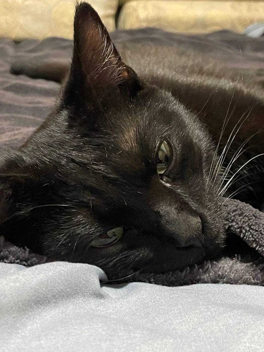 Найдет чёрный молодой кот