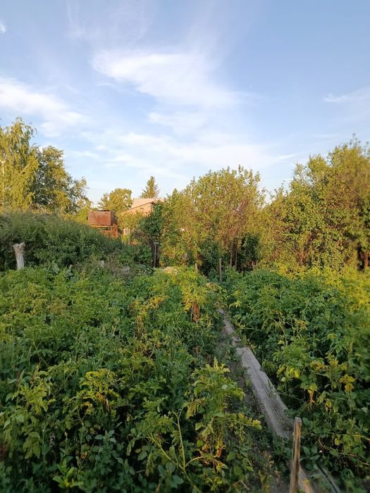 Дача в обществе "Елочка" 1480