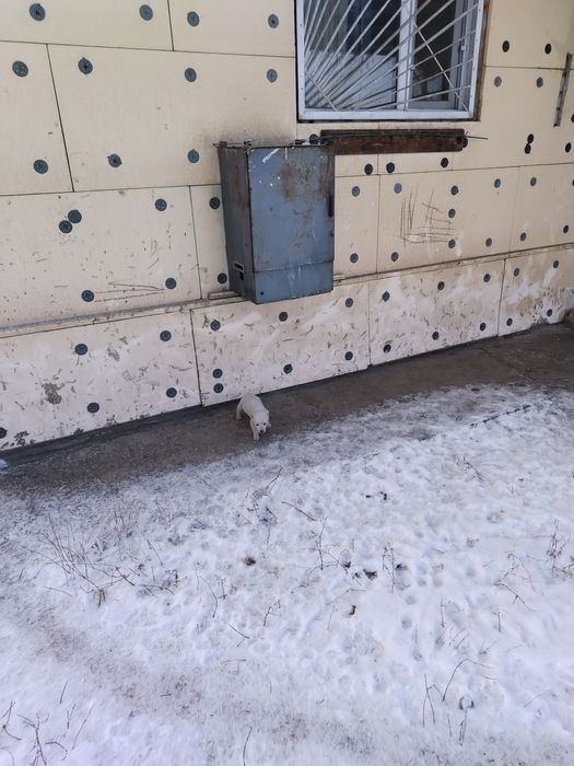 Отдам щенков в хорошие руки