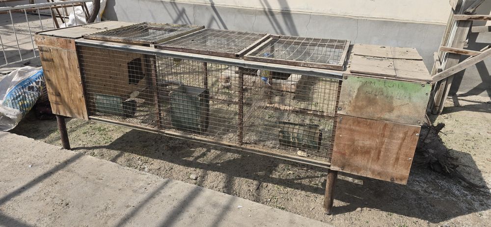 Куён ва товук катак