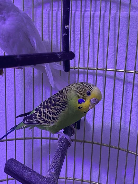 Vând papagali rasa Peruși