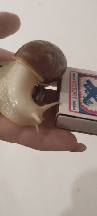 Продам улиток Ахатина