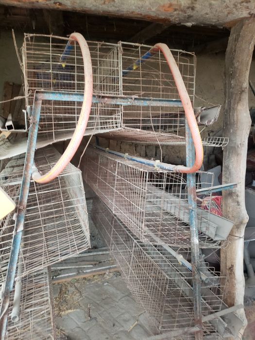 Tovuk kletka sotiladi.