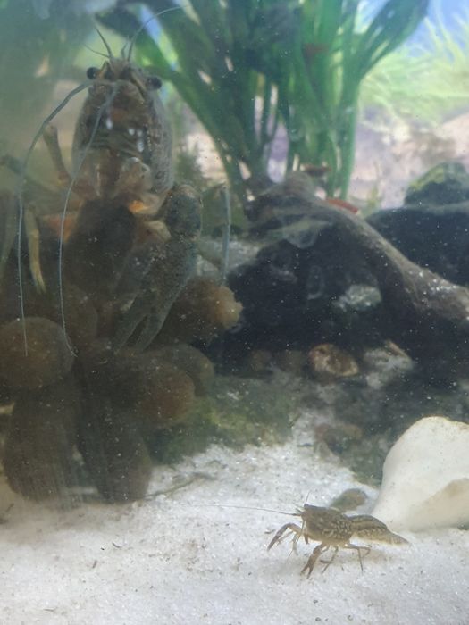 Рак мраморный 3см