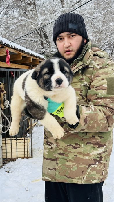 Продам Алабая щенка срочно!