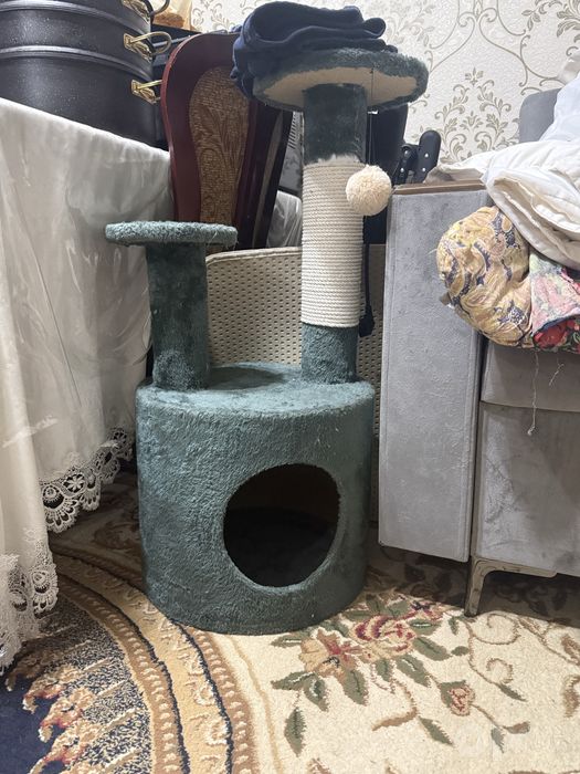Кошки скотч фолд и страйк