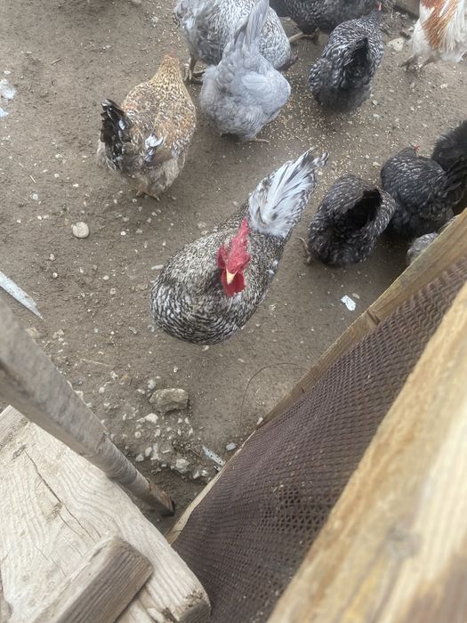 қораздар сатылады