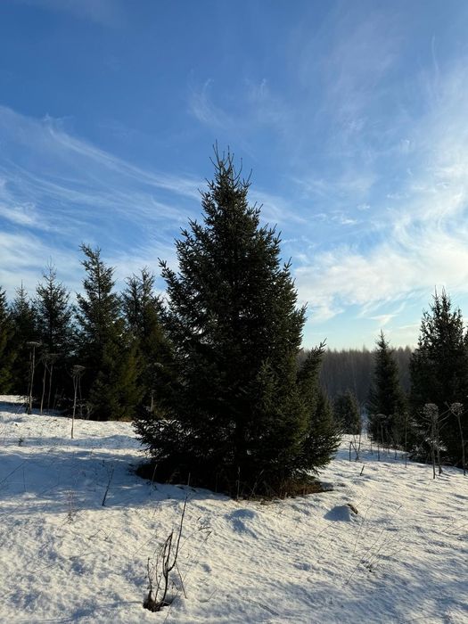 Крупномеры Ель тяньшань голубая сосна