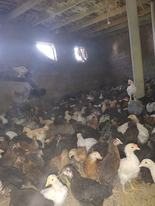 Jaydari jo'jalar tuxumga go'shga barakali zotlari