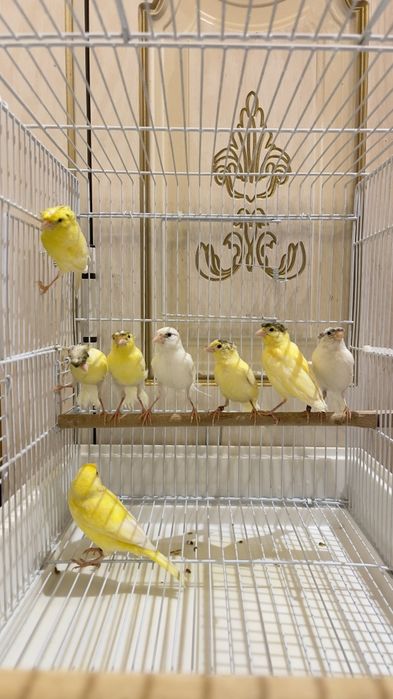 Канарейка овсяночный напев Канарейка трайник сайроли кушла