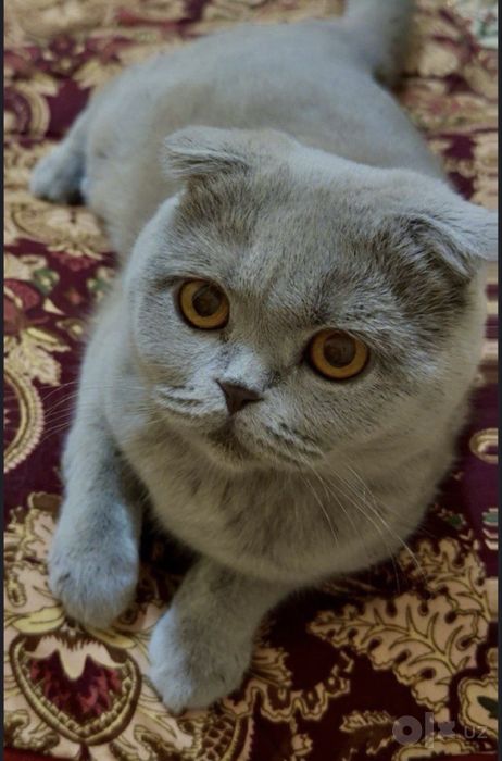 Срочно Продается Кошка Пароды SCOTTISH FOLD!