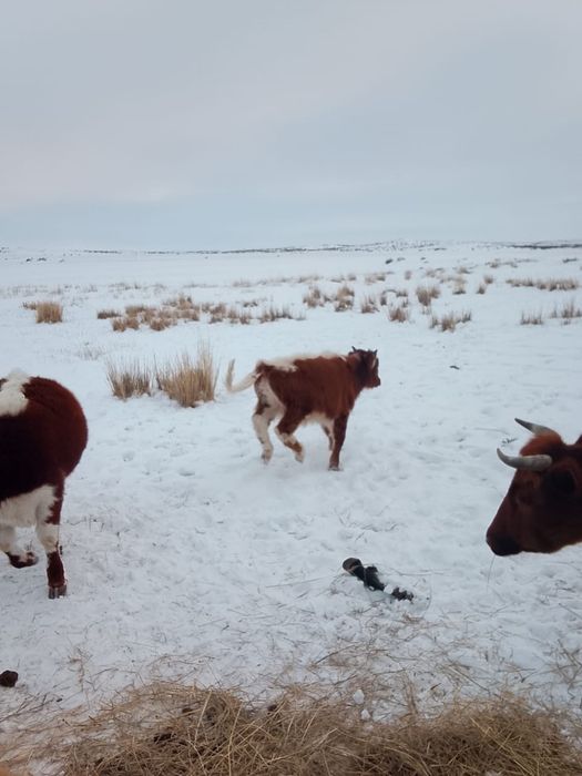 Бычки количестве 4 головы