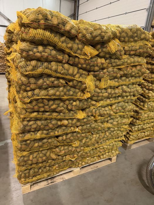 Cartofi samanta sau pentru animale