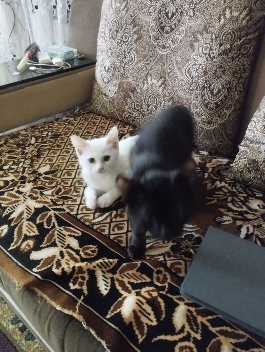 Отдаётся бесплатно