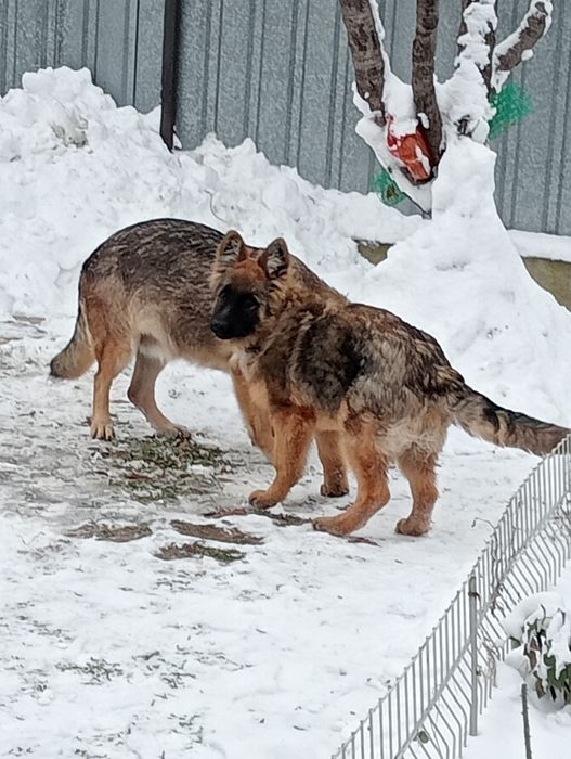 Немецкая овчарка