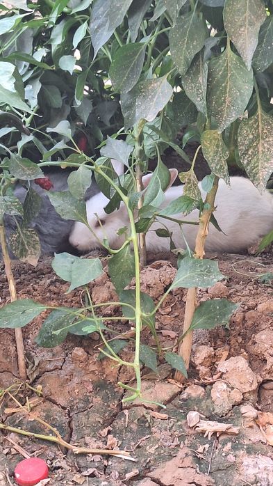 Quyon sotiladi zotdor quyon katta bb ketadi