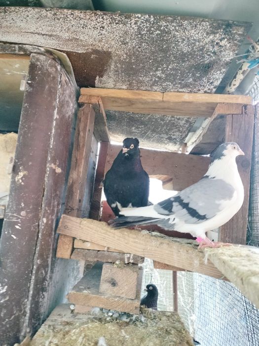 Jucătorii de Galați Morișcari căzători