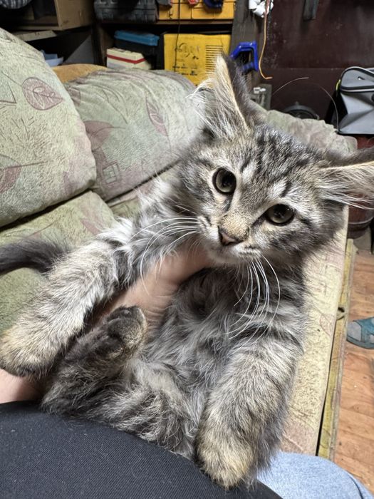 Отдам котенка в хорошие руки