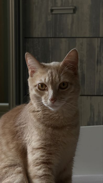 Отдам кота в добрые руки