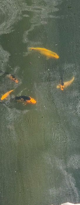 Мальки карпа Кои