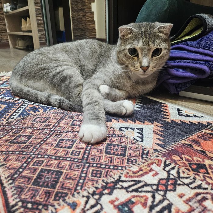 Отдам кота ( 4 года) в добрые руки