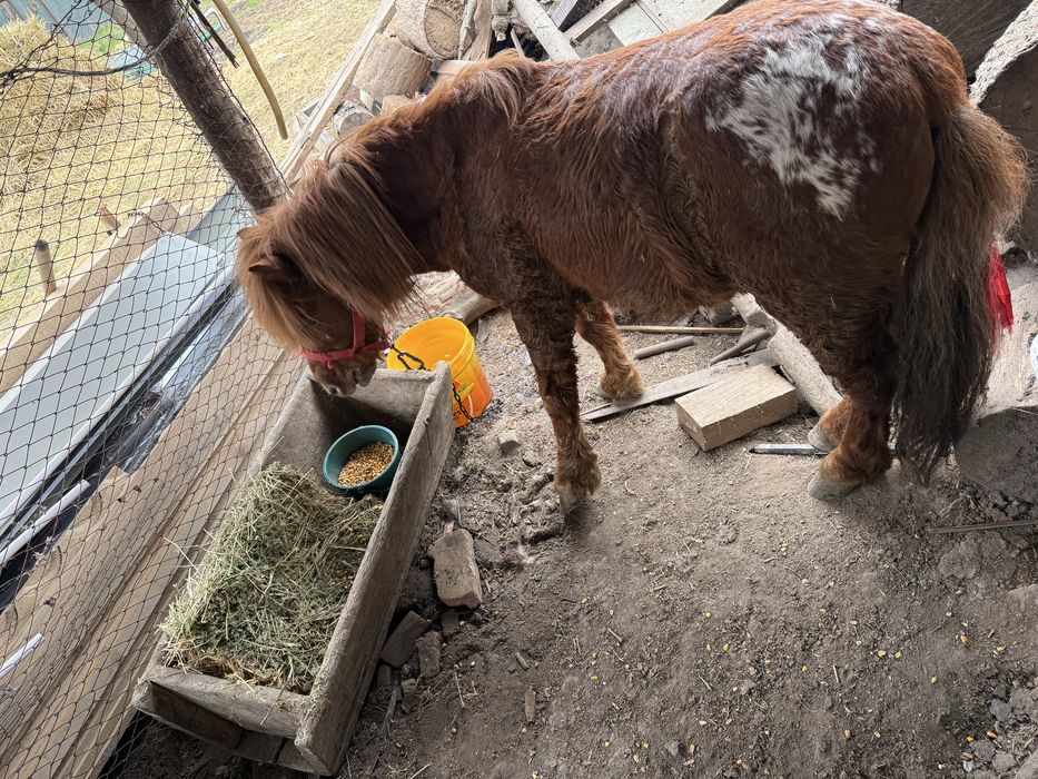 Ponei de 6 anii de vânzare