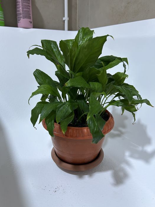 Продам излишки цветов