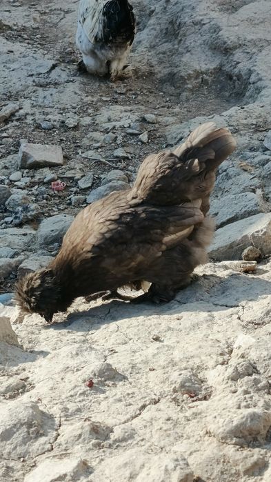 Корейский япон товук тухумлари