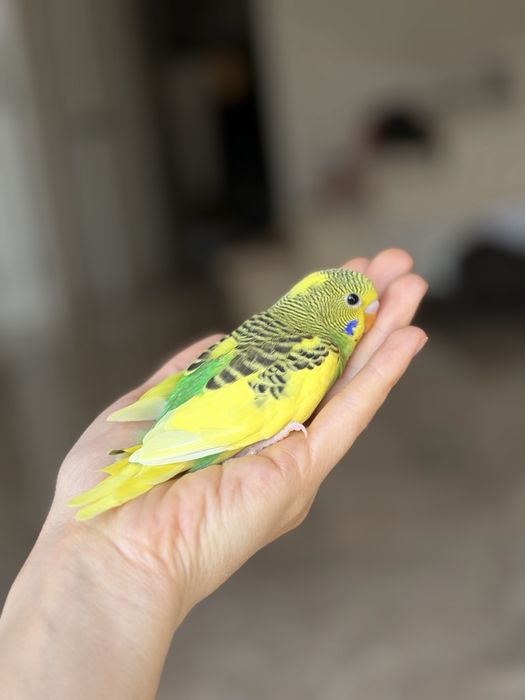 Птенец волнистого попугая!