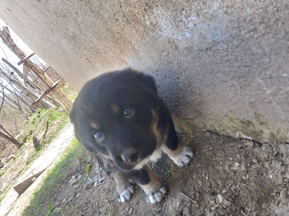 Күшіктер, щеноки