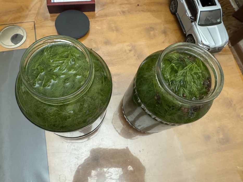 продам банку водорослей роголистника(елочка)