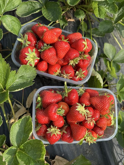 Stoloni capsuni Elsanta