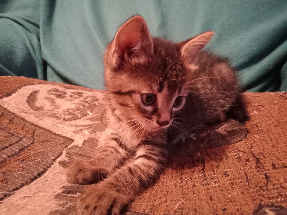 Отдам даром котенка.