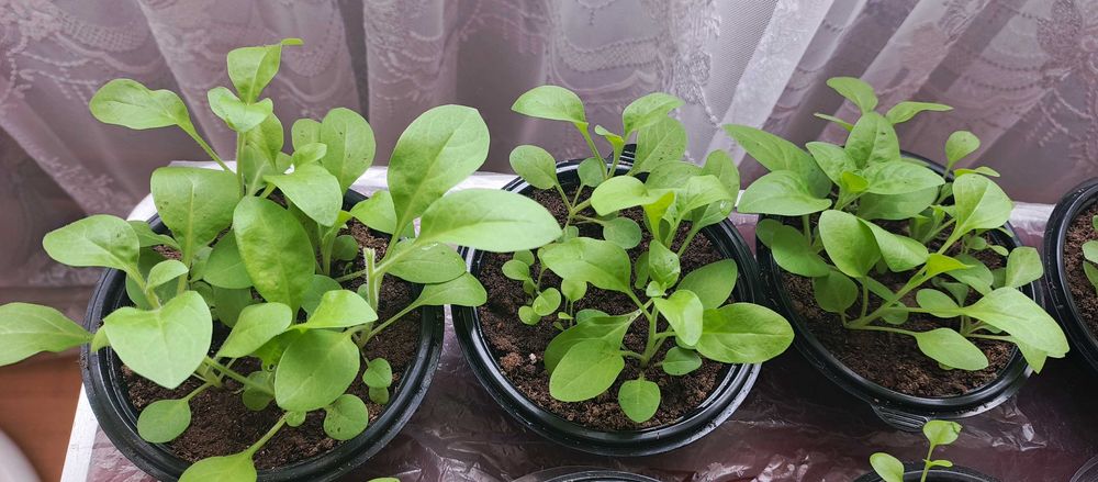 Петуния. Рассада микс