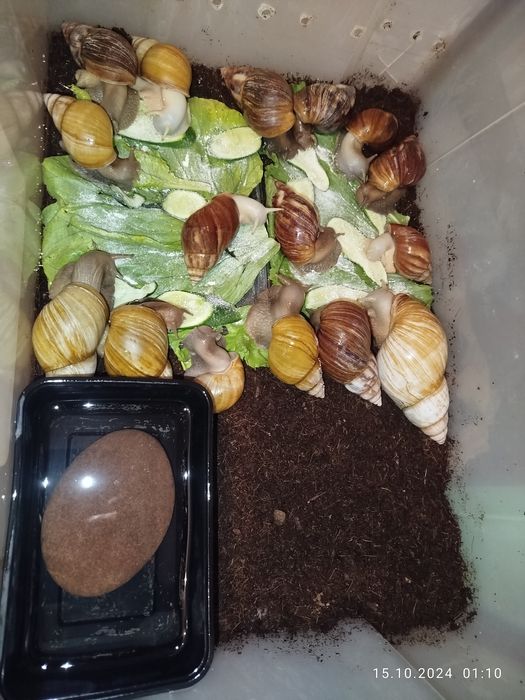 Африканские Улитки ахатины