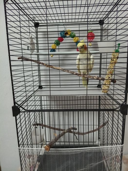 Продам попугая корелла