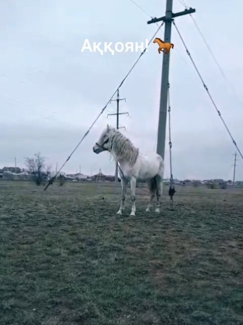 Айғыр сатам немесе бартер қарастырам